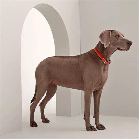 hermes dog collar and lead|high end rounded dog collar.